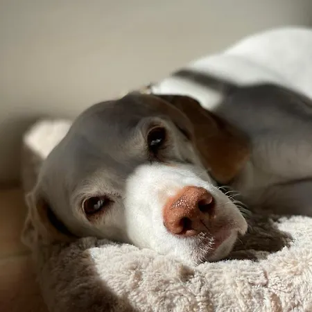 Hotel Auerstein-hotels Auerstein & Auerstein-mono