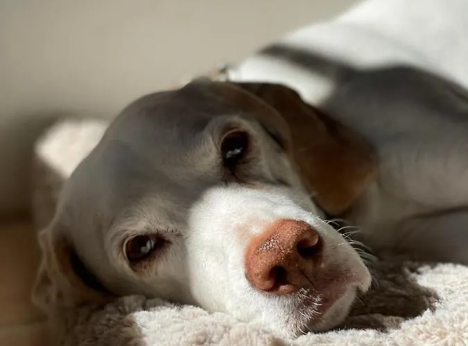 فندق Auerstein-hotels Auerstein & Auerstein-mono